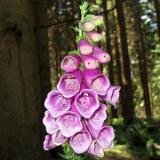 0507F 17 Vor Ringelstein